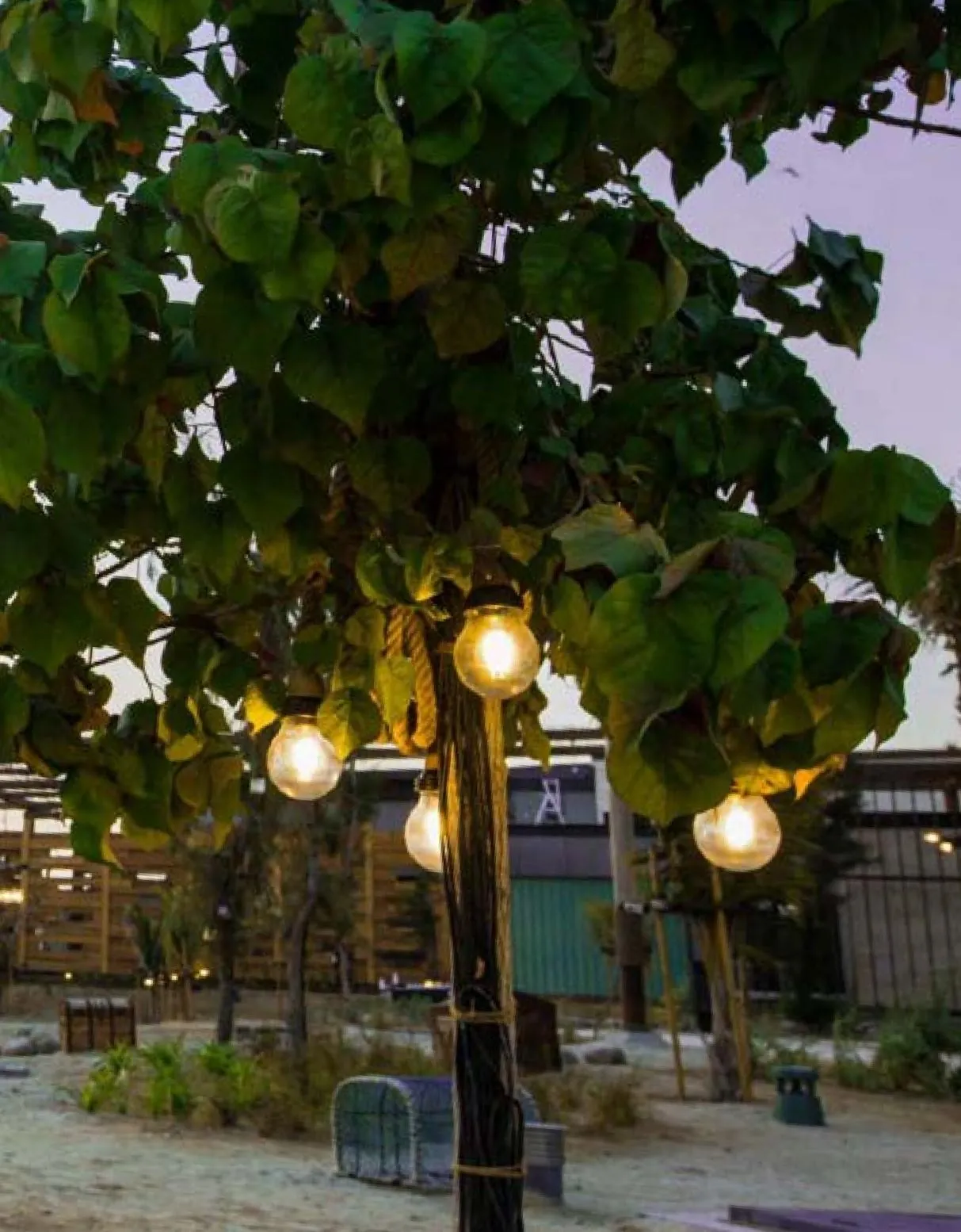 Tree-mounted bulbs & pathway lighting