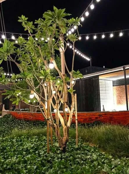 Warm string lighting among the trees