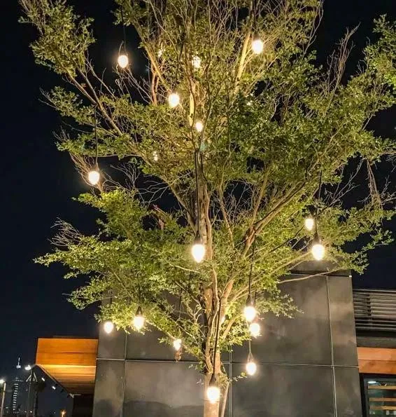 A tree wrapped in festoon lights